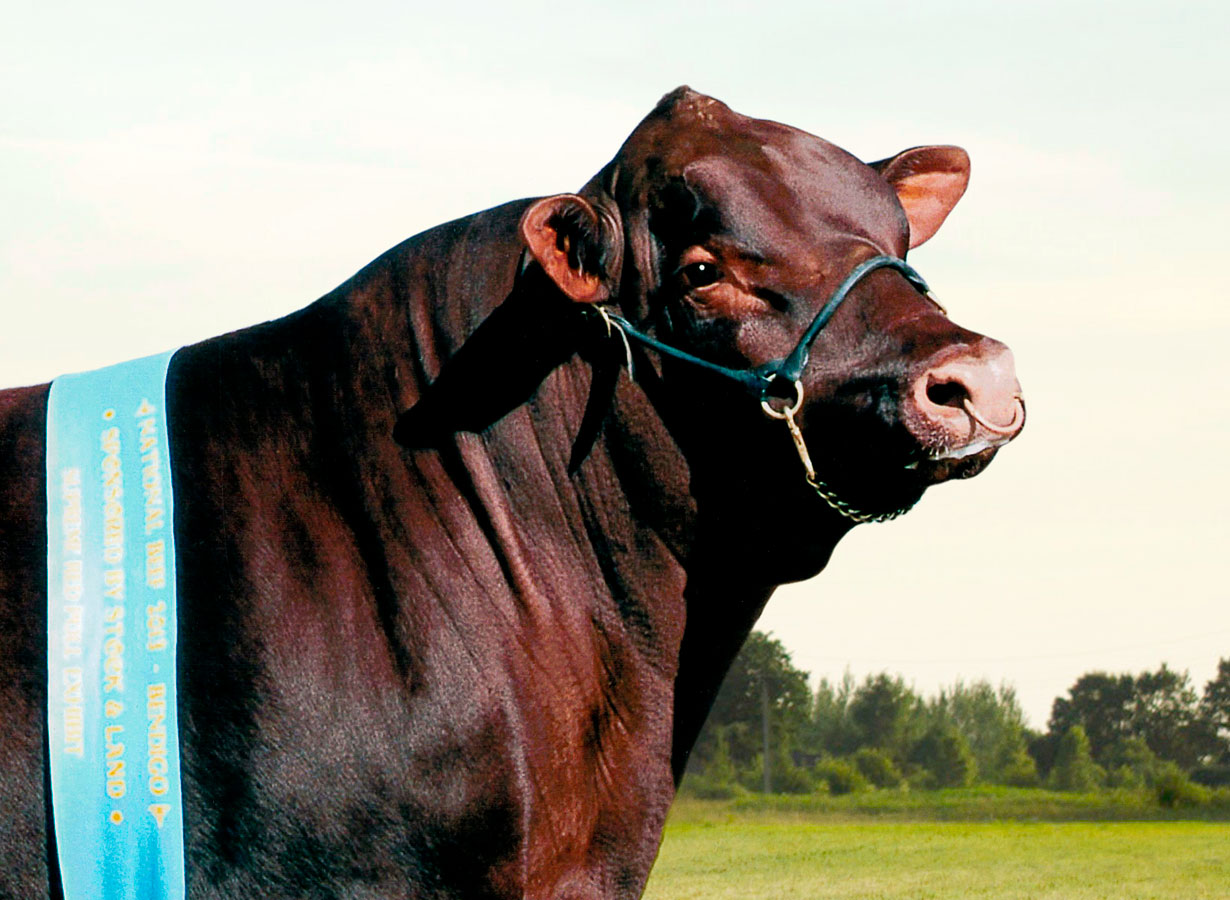 The Red Poll is the 2018 Royal Melbourne Show feature breed.