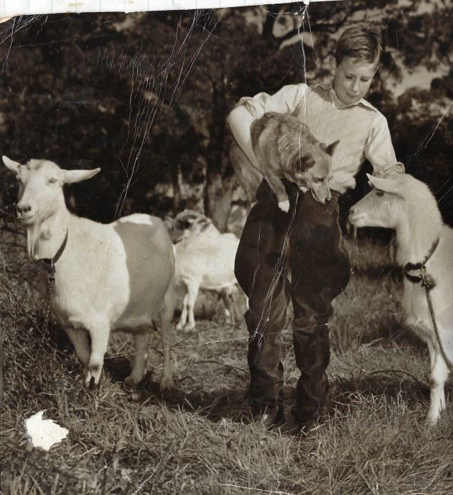 Along with dogs, Roger has also shown goats at the Melbourne Royal Show.