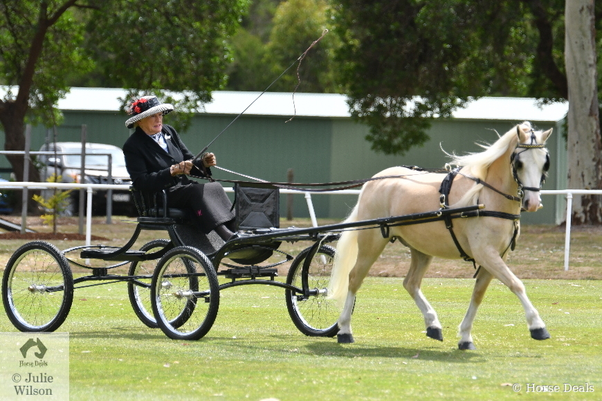 Hazel McMahon driving ‘Primrose Park Sandstorm’ in 2020. Photo: Julie Wilson Equestrian Photography.