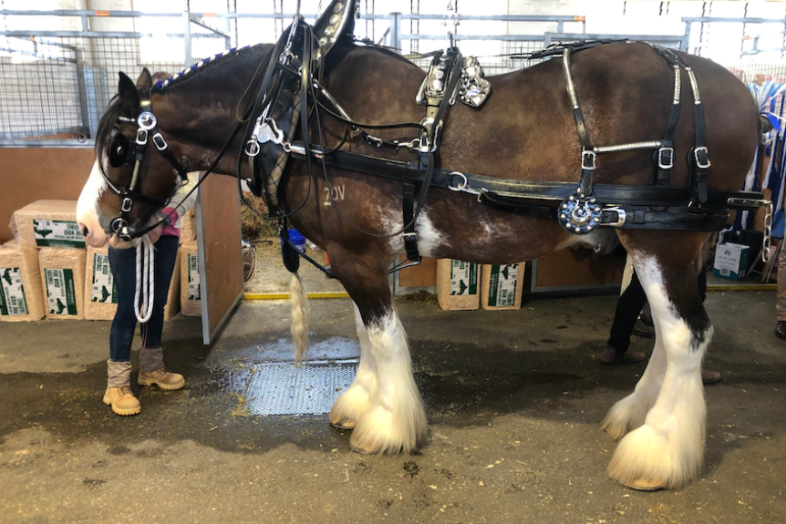 One of the Marriott horses ready for competition. Image Source: ABC Landline: Tim Lee.